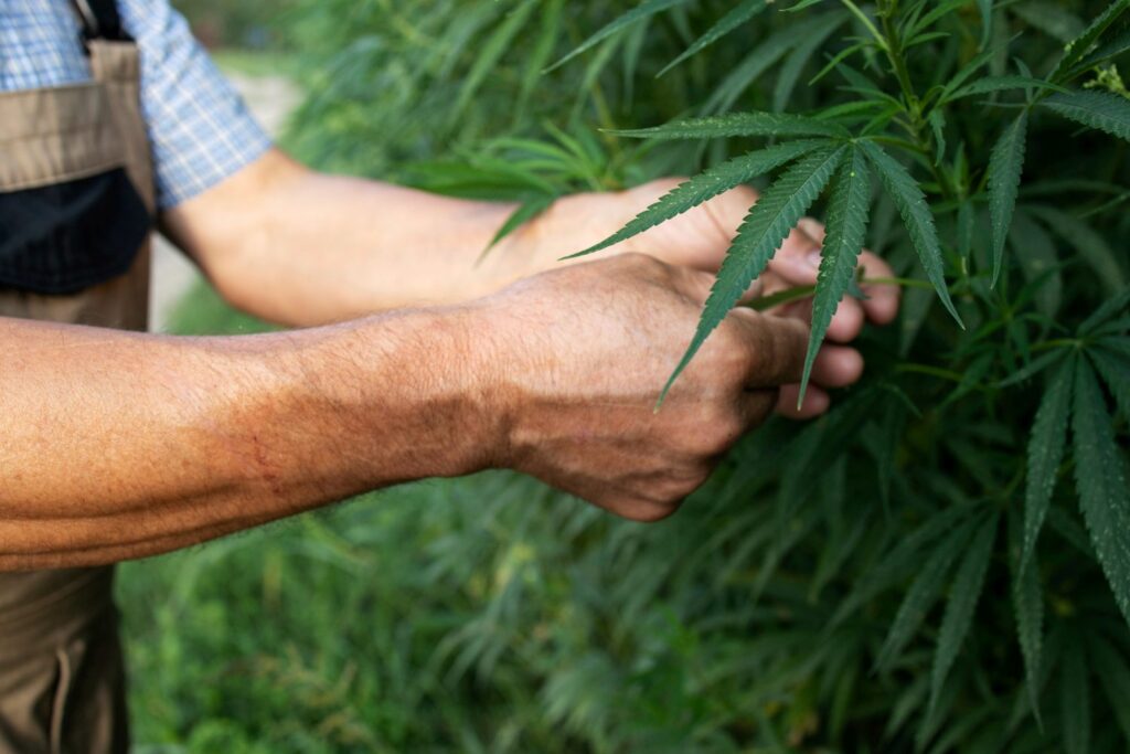 Cannabis legal, Ernte