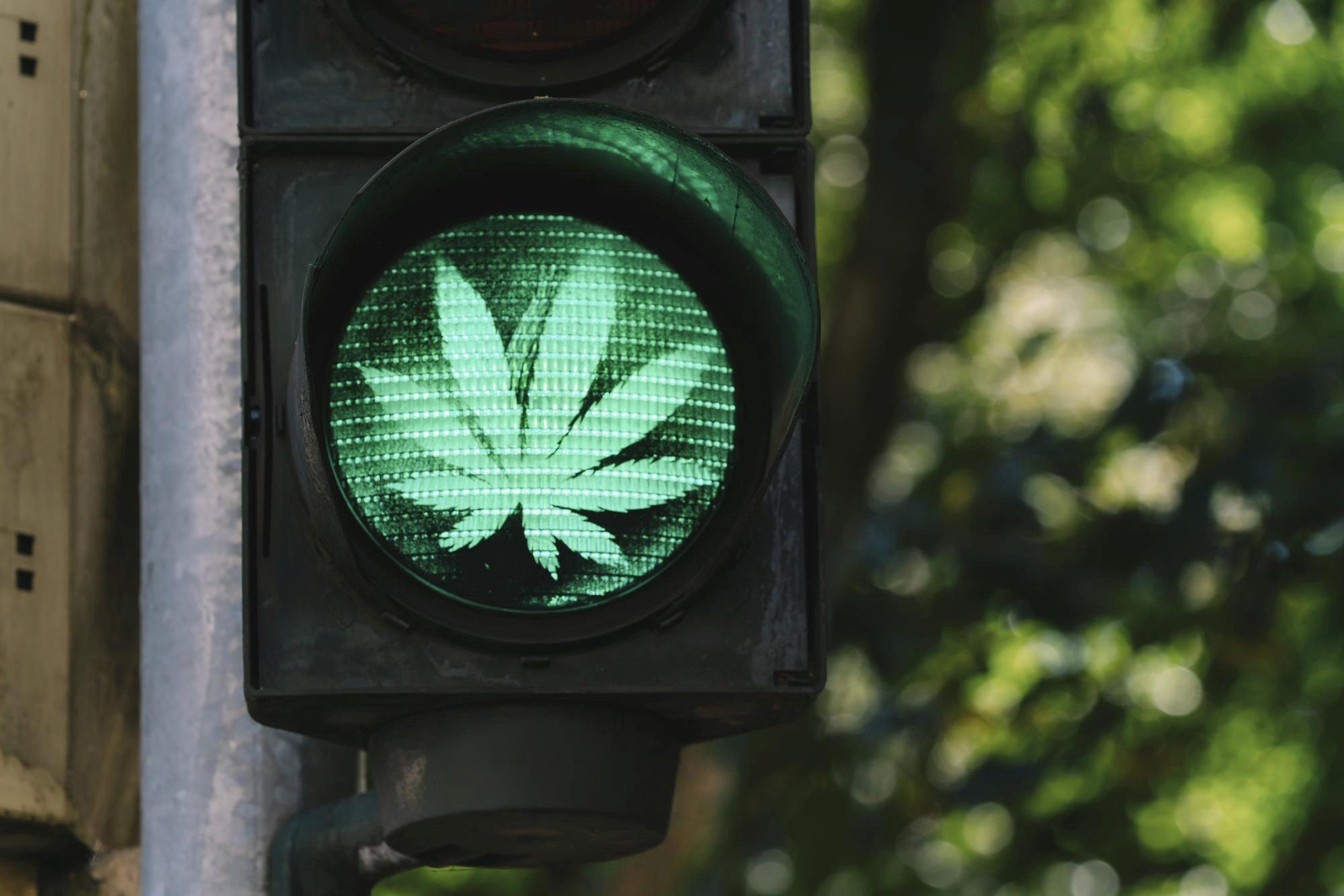 Cannabis am Steuer, Cannabisblatt auf einer Ampel